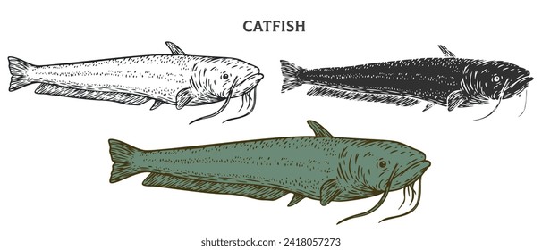 Hand drawn catfish isolated on white background. Set cartoon element in outline, monochrome and color version. Vector illustration in retro vintage engraving style.