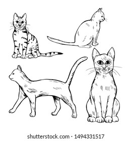  Hand drawn cats on white background. Vector sketch illustration.