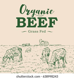 Hand drawn of cattle with organic beef label