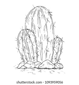 Hand drawn catus isolated on white background. Pencil sketch cacti vector illustration. Desert flower and stones.