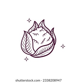 Hand Drawn Cauliflower. Doodle Vector Sketch Illustration