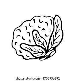 Hand drawn cauliflower isolated on a white background. Doodle, simple outline illustration. It can be used for decoration of textile, paper and other surfaces.