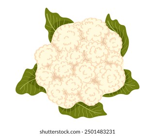 Hand drawn cauliflower isolated on white background