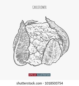 Hand drawn cauliflower isolated. Template for your design works. Engraved style vector illustration.