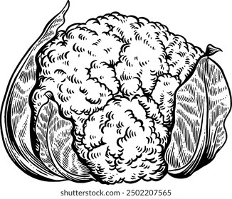 Hand drawn Cauliflower Sketch Illustration