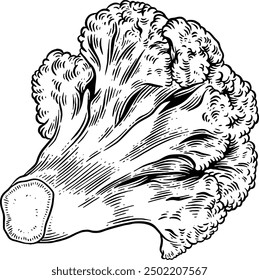 Handgezeichnete Blumenkohl Skizze Illustration