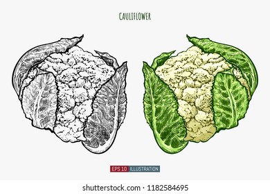 Hand drawn cauliflower. Template for your design works. Engraved style vector illustration.