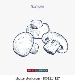 Hand drawn cchampignons isolated. Template for your design works. Engraved style vector illustration.