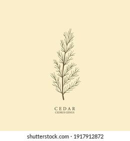 Hand drawn cedar illustration. Botanical design 