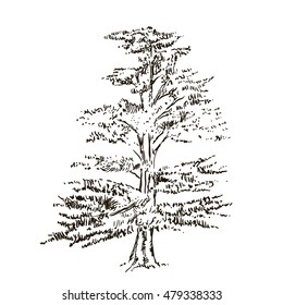 Hand drawn Cedar isolated on white background 