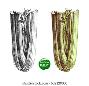 Hand drawn celery. Black and white and colorful vector illustrations