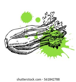 Hand drawn celery. Can be used for vegan products, brochures, banner, restaurant menu, farmers market and organic food store