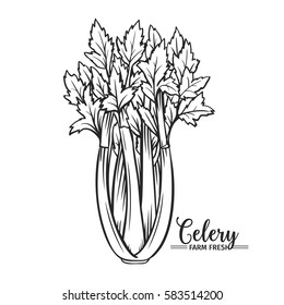 Hand drawn celery icon. Vector badge vegetable in the old ink style for brochures, banner, restaurant menu and market