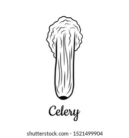 Hand drawn Celery isolated on a white. Vegetables drawings. Vector illustration.
