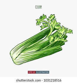 Hand drawn celery isolated. Template for your design works. Engraved style vector illustration.