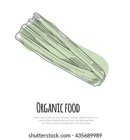 Hand drawn celery over white background
