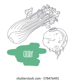 Hand drawn celery with root isolated on white. Sketch style vegetables with slices for market, kitchen or food package design. Vector illustration
