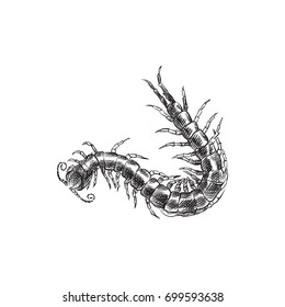 Hand Drawn Centipede Sketch Symbol. Vector Worm Element In Trendy Style.