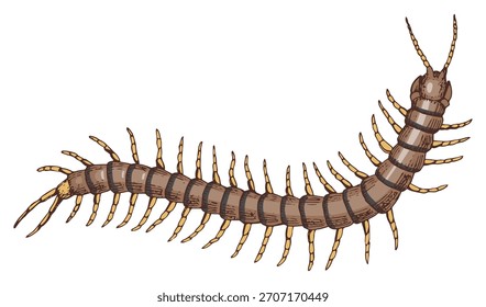 Ilustração do vetor da centopeia desenhada à mão