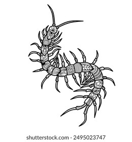 Hand drawn of centipede in zentangle style