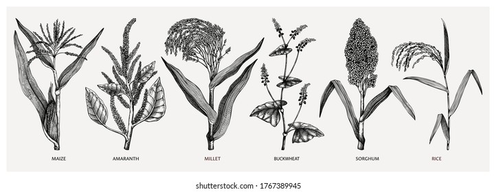 Hand drawn cereal crops - maize, millet, sorghum, rice, buckwheat, amaranth sketches. Healthy food plants collection. Vector vegetables drawing in engraved style. Great for packaging, menu, label.