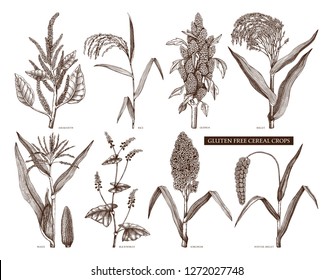 Hand drawn cereal crops set. Gluten free plants collection. Vector vegetables drawing in engraved style. High detailed vegetarian food objects. Great for packaging, menu, label, icon.