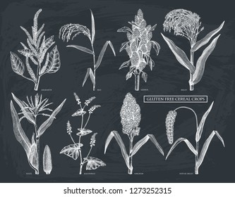 Hand drawn cereal crops set. Gluten free plants collection. Vector vegetables drawing in engraved style. High detailed vegetarian food objects. Great for packaging, menu, label, icon. On chalkboard.