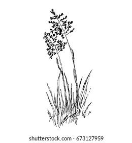 Hand drawn cereal wild plants. Sketch, vector illustration.