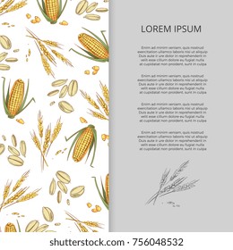 Hand drawn cereals corn wheat banner poster design. Vector illustration