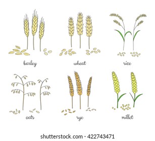 Hand drawn cereals and grains isolated on white background. Barley, wheat, rice, oats, rye, millet.
