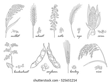 Hand drawn Cereals set. Vintage design with rye rice wheat corn oats millet soybean ear of grain illustration. Line art style.