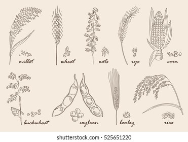 Hand drawn Cereals set. Vintage design with rye rice wheat corn oats millet soybean ear of grain illustration. Line art style.