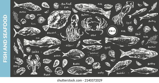 Hand drawn chalk seafood sketch, fish for menu background. Octopus, squid, lobster, crab, oyster, prawn, mussel, salmon, tuna, dorado, trout, sardine, anchovy, flounder, mackerel, herring, sea bass.