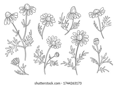 Hand drawn chamomile branches. Ink daisy flowers with black doodle stroke on a white background. Botanical scketch,