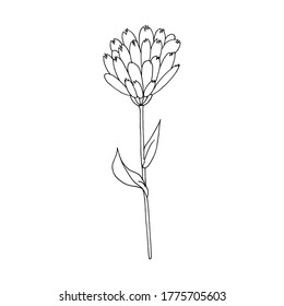Hand drawn chamomile or calendula. Black and white vector image. Idea for children's creativity, decor. Isolated on a white background.