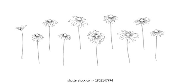 Hand drawn chamomile collection  Set outline stem camomile flowers painted by ink  Black isolated garden sketch vector white background  Herb wildflower decorative print elements 