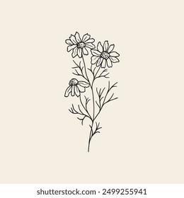 Hand drawn chamomile flower branch