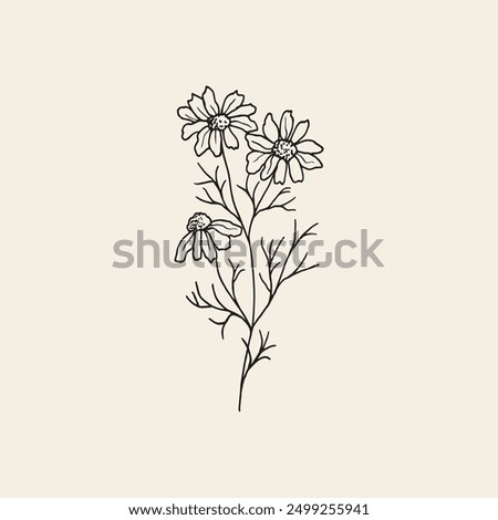 Hand drawn chamomile flower branch