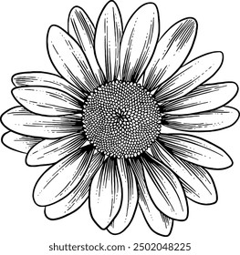 Hand drawn Chamomile Flower Sketch Illustration