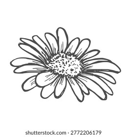 Hand drawn Chamomile Flower Sketch Illustration