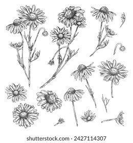 Hand drawn chamomile flower sketches collection. Medical herb. Set of engraved botanical vintage floral elements. Isolated vector illustration for packaging, card, poster design.