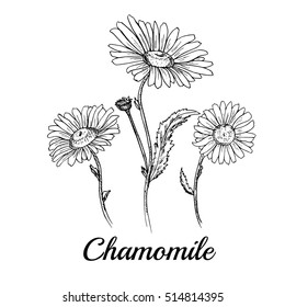 Hand drawn chamomile flowers