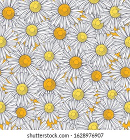 Hand drawn chamomile flowers. Vector  seamless pattern