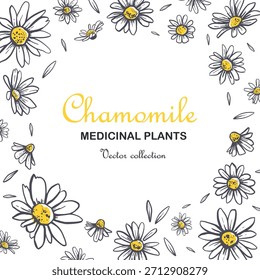 Anuncio de marco de manzanilla dibujado a mano. Borde botánico para diseño médico, cosmético, herbal.