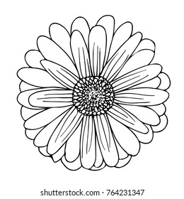 a hand drawn chamomile gerbera flower for design; vector illustration;  perfect for wedding invitations and greeting cards