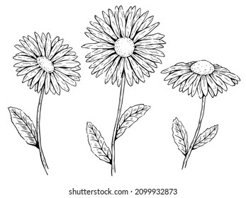 Hand drawn chamomile, medicinal flower. Vector illustration. Medicinal, medicinal herb. Drawing, handmade. Design for tea packaging