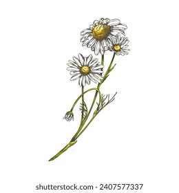 Hand drawn chamomile on stem color sketch. Medical blossoming herb. Engraved botanical vintage floral element. Isolated vector illustration.