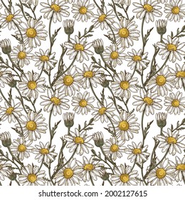 Hand drawn chamomile pattern. Daisy seamless vector background.