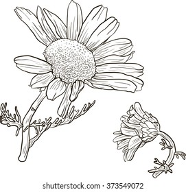 hand drawn chamomile plants with flowers, sketch  vector illustration