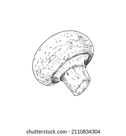 Hand drawn champignon. Isolated sketch on white background. Vector illustration.